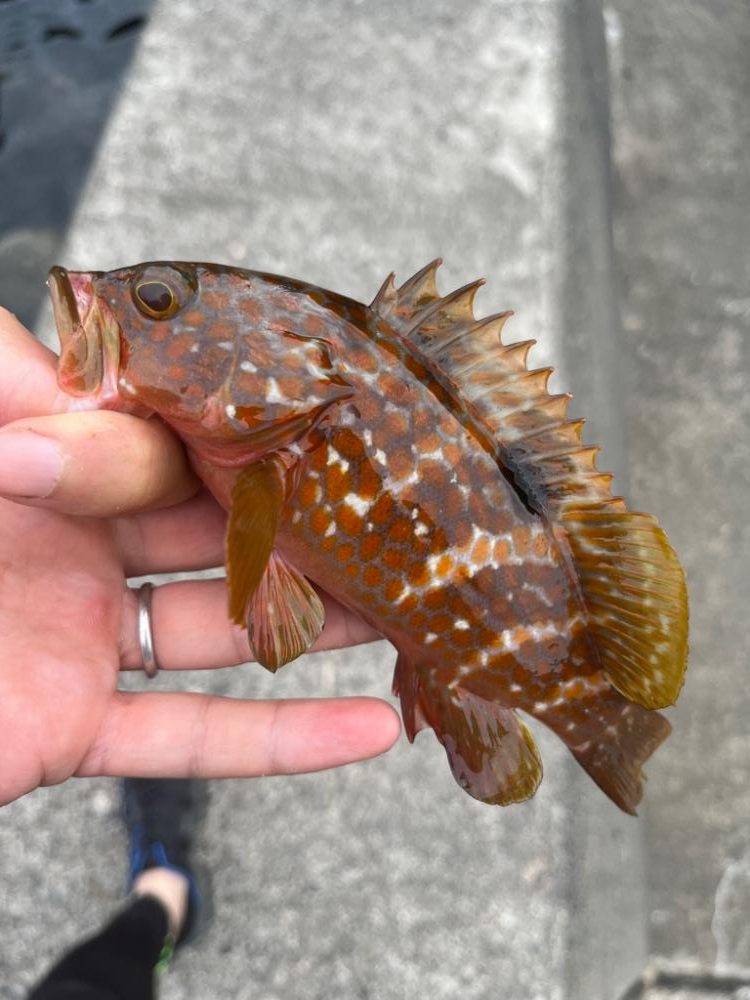 小浜ライトゲーム