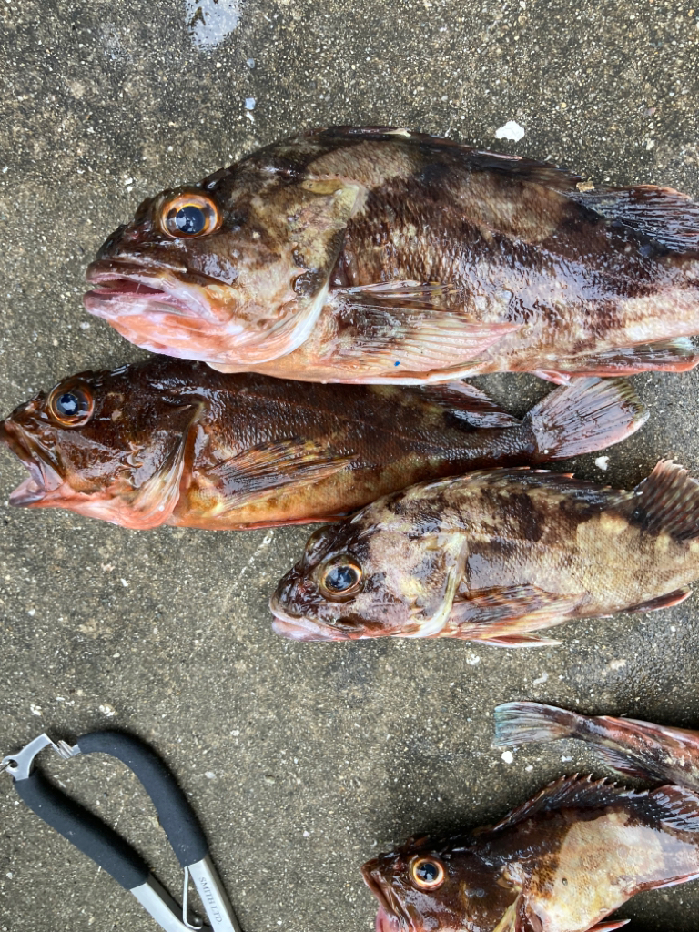 雨上がりにガシラ釣ってきました