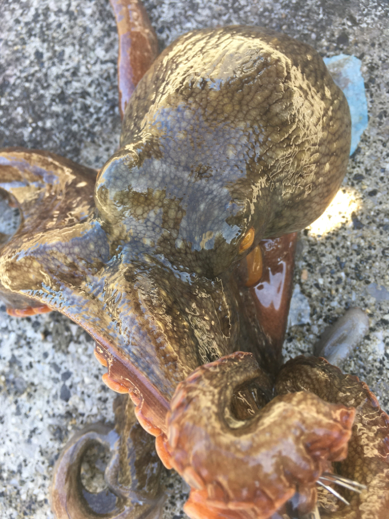 【タコフィネス】 アコウ40cm弱とタコ