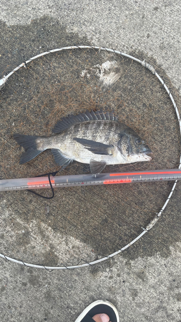 カンダイが釣れた!