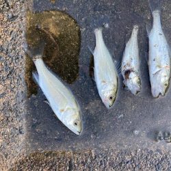 餌釣りでハゼとセイゴ