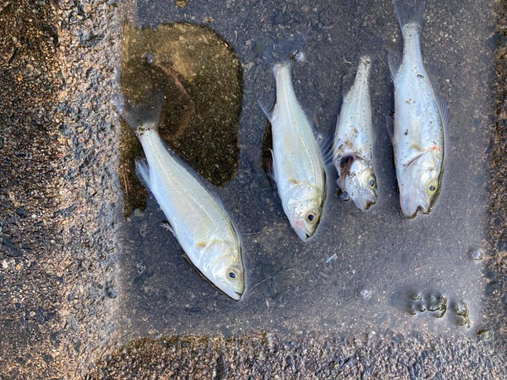 餌釣りでハゼとセイゴ