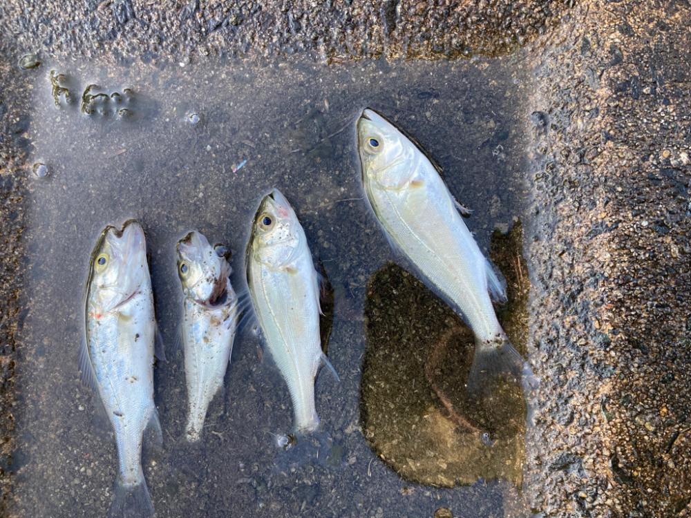 餌釣りでハゼとセイゴ