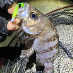 梅雨メバリング(^｡^)