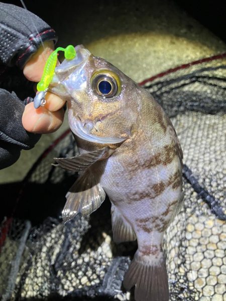 梅雨メバリング(^｡^)