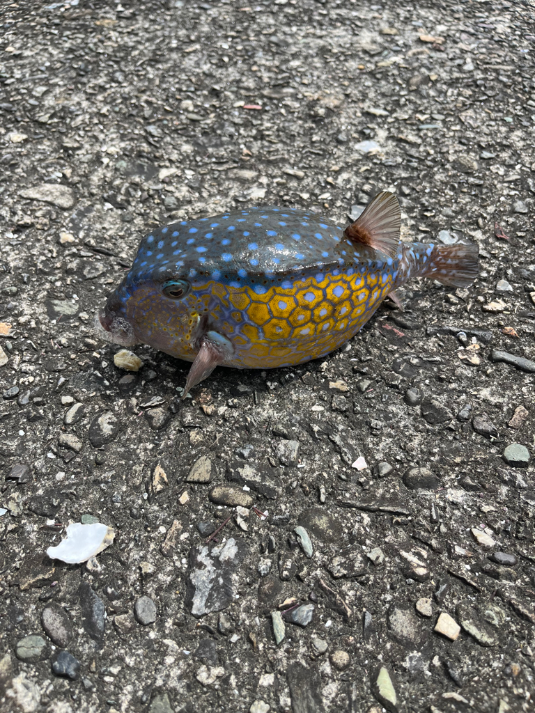 初かぶせ釣り🎣