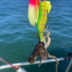 明石エギタコ🐙