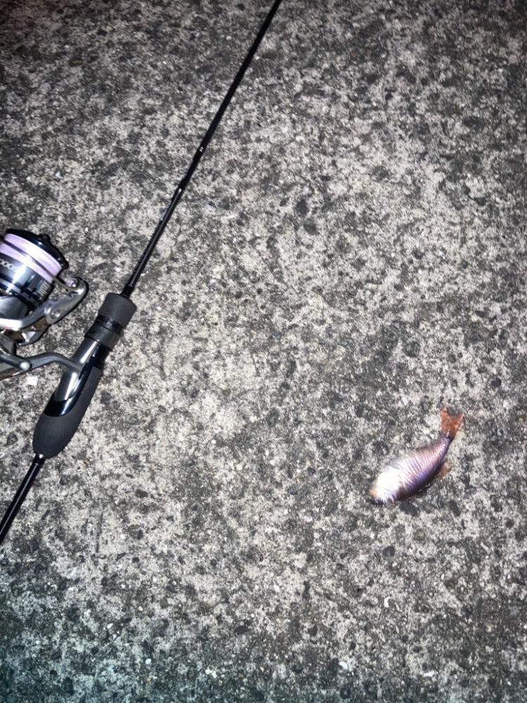 泳がせで初オオモンハタ！