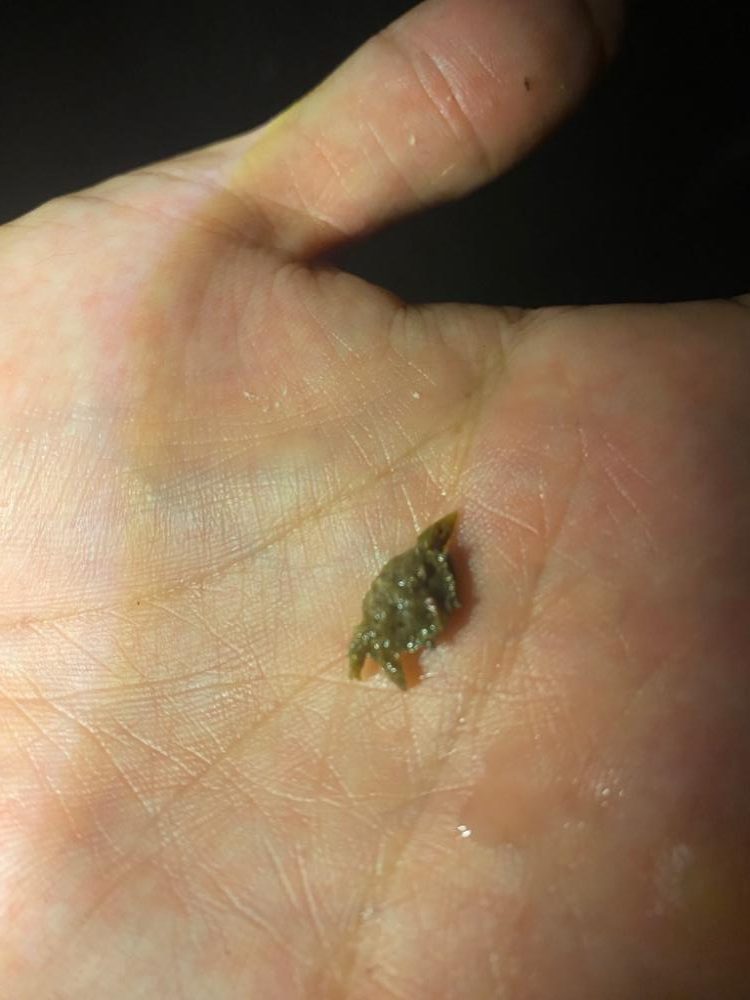 ガシラばっかり