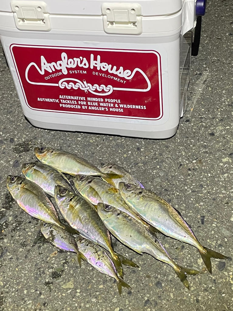 ジグ単de…アジング!鯵一時豆^ ^