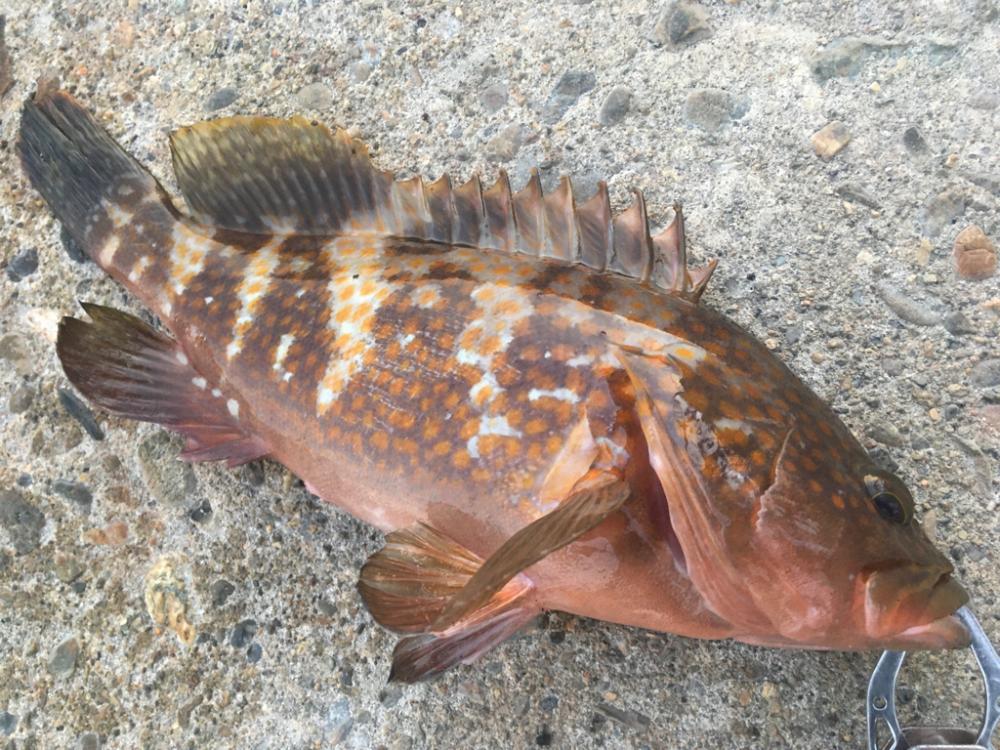 【タコフィネス】アコウ＋タコ