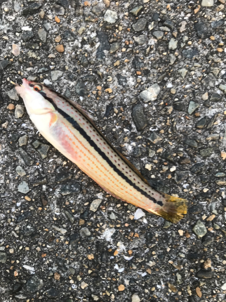 五目ちょい投げ