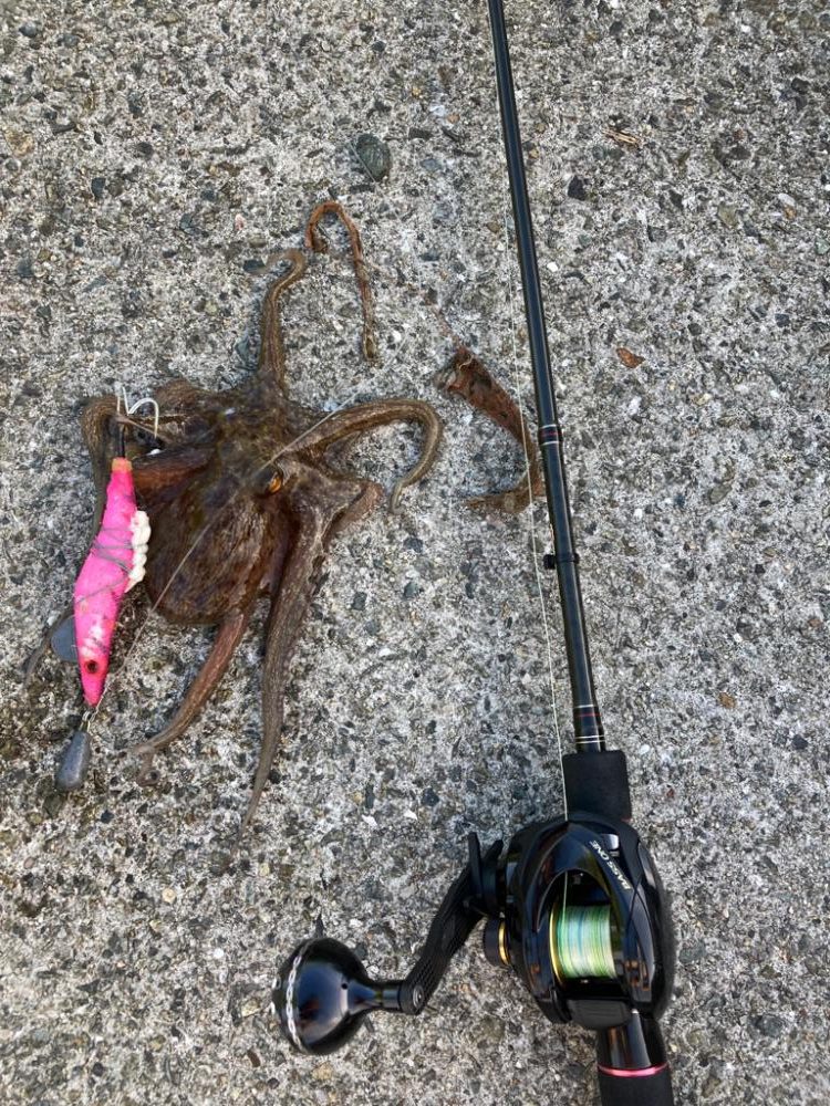 ⭐︎SDGsタコ釣行