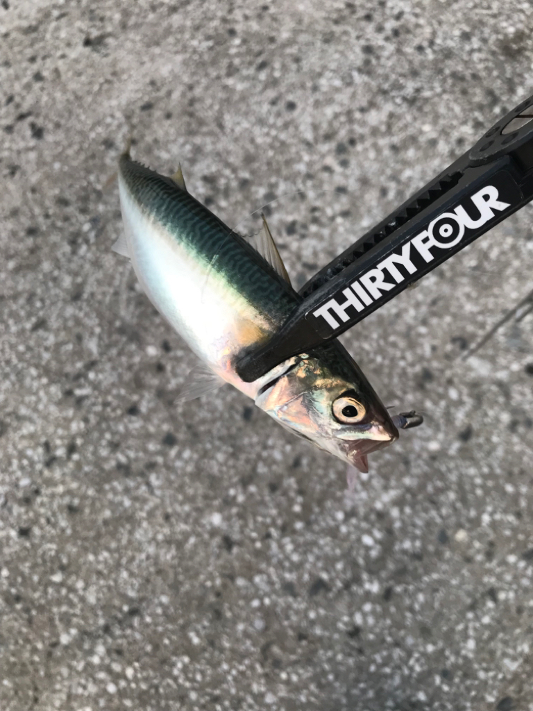 久しぶりのエリアにて🎣