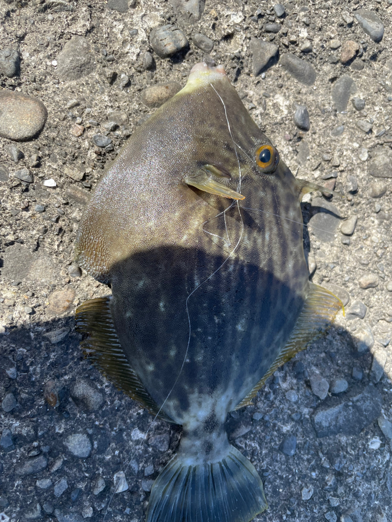奈半利で五目釣り