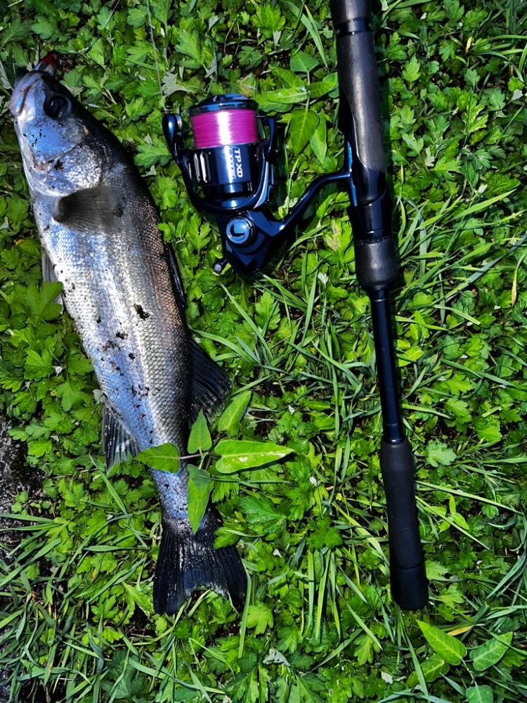 バグラチオンのインプレ(丸呑み)