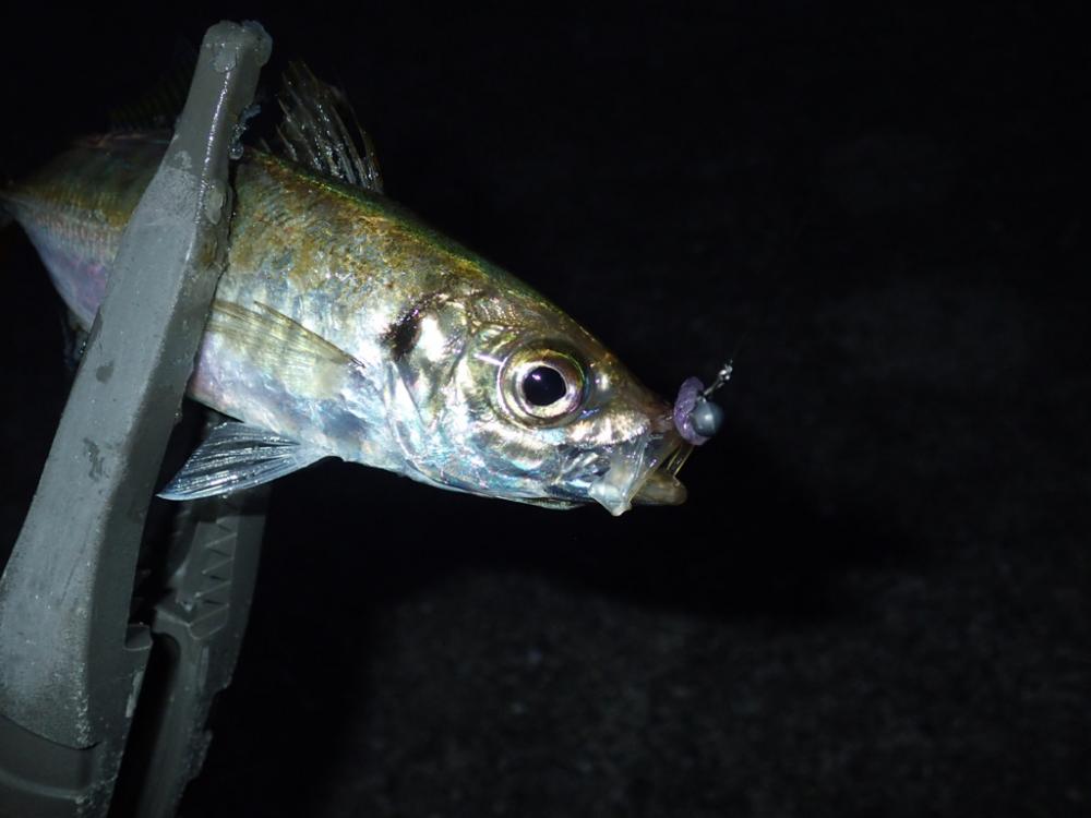 豆アジのちアコウ