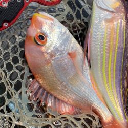 真夏のボート釣り！アマダイ狙い！