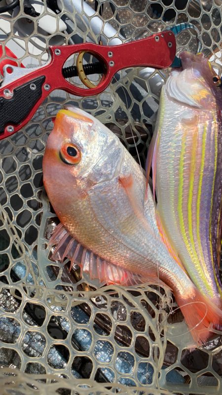 真夏のボート釣り！アマダイ狙い！