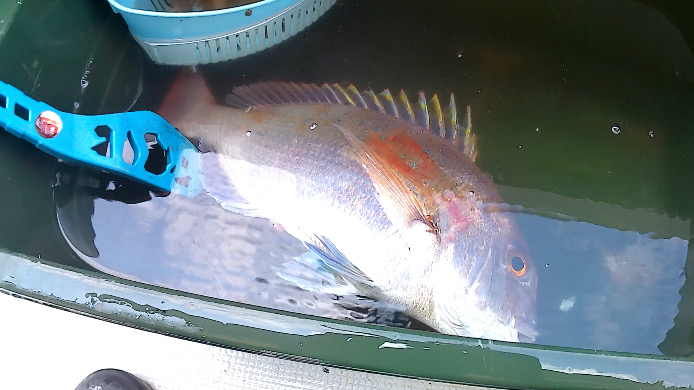 一つテンヤ当たり多っ！！