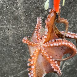 Wヘッダー 第二戦‼…