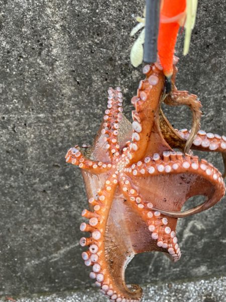 Wヘッダー 第二戦‼…