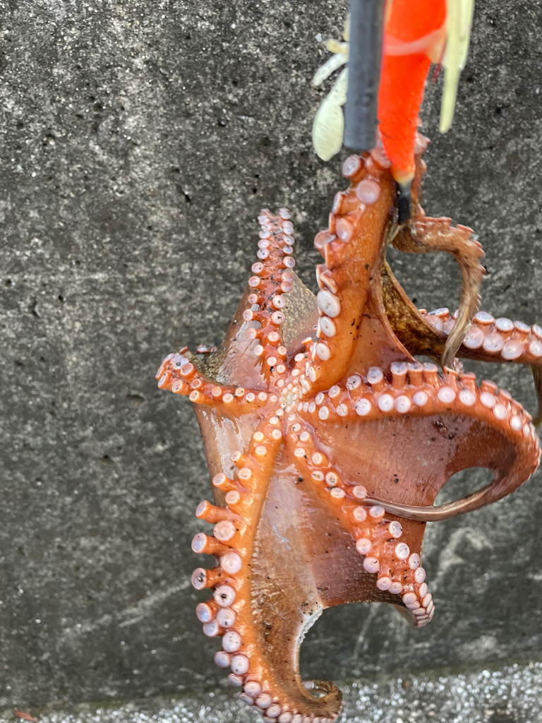 Wヘッダー 第二戦‼️