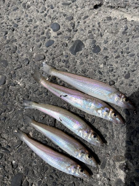 4魚種狙うも、、、