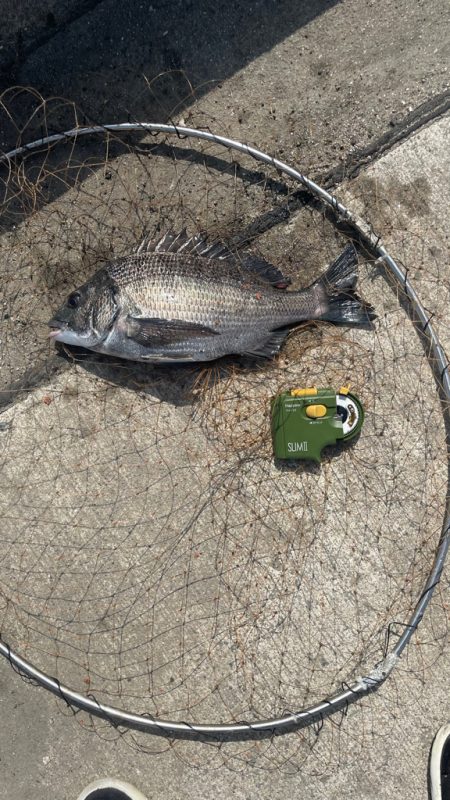 波止の足元フカセ