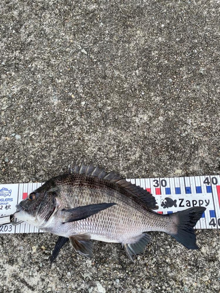 西宮浜フカセでチヌ37〜40センチ3匹