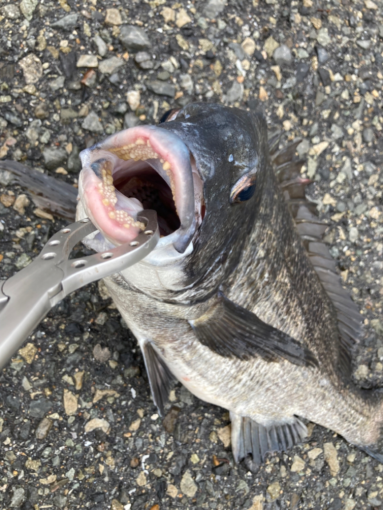 雨上がりのチヌ狙い
