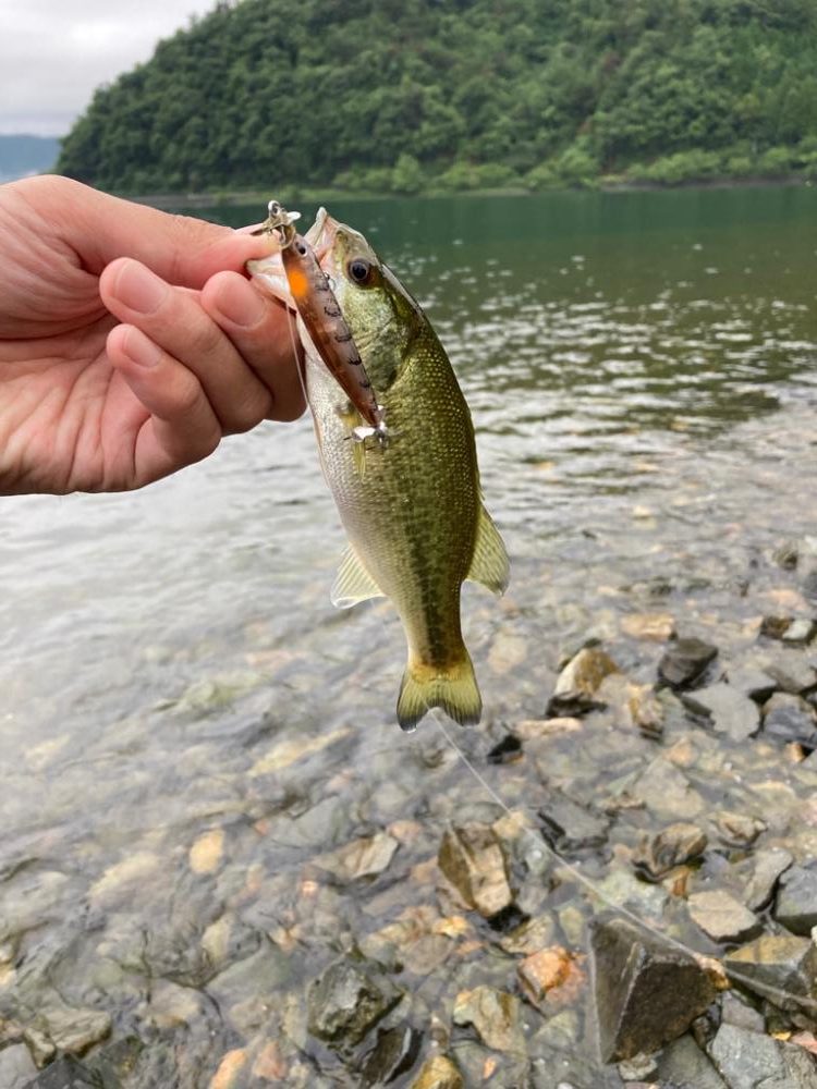 プラグで数釣り