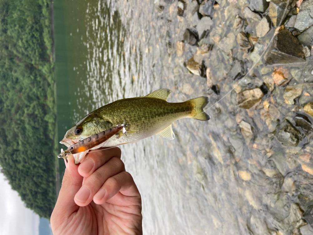 プラグで数釣り