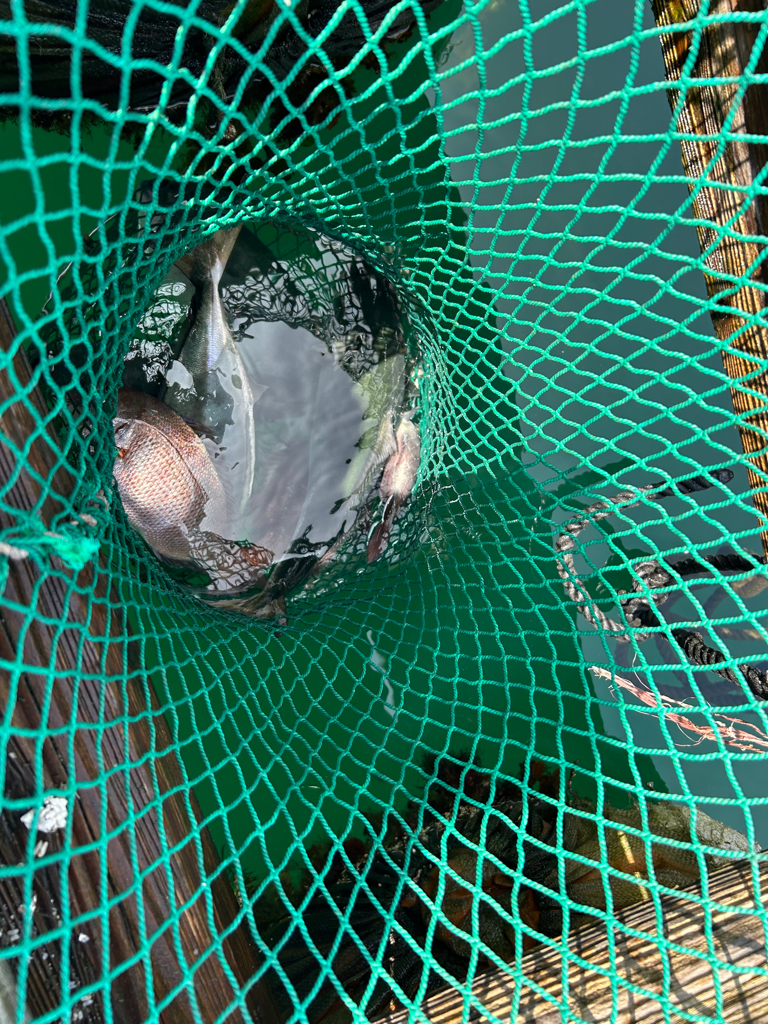 関西釣り堀KING 海上釣り堀水宝