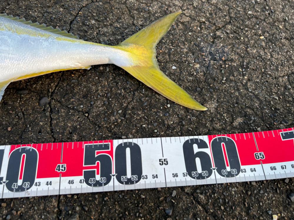 ネイリはどこ？