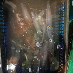 和歌山イカメタル