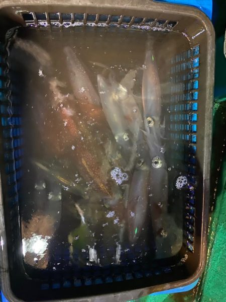 和歌山イカメタル