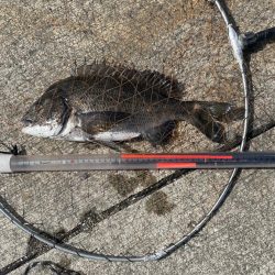 フカセの仕掛けで 紀州釣り!