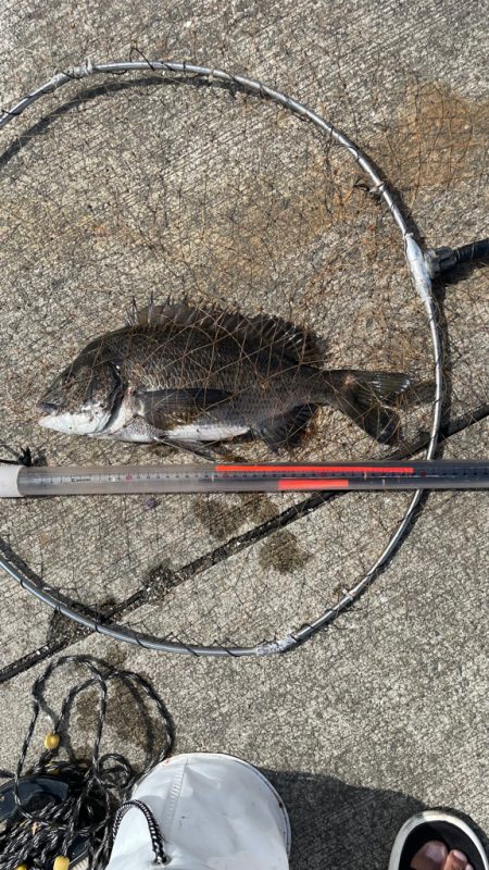 フカセの仕掛けで 紀州釣り!