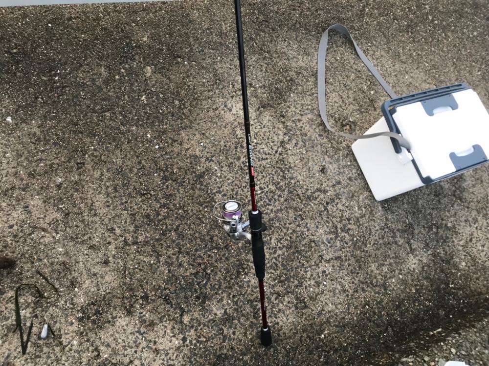 一年ぶりのガシラ