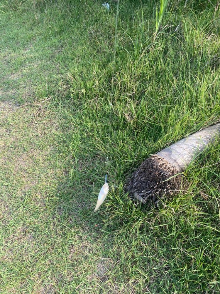 昼からのキス釣り