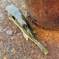 たまにはウキ釣りも良いですにゃぁと。