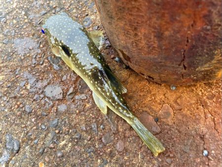 たまにはウキ釣りも良いですにゃぁと。