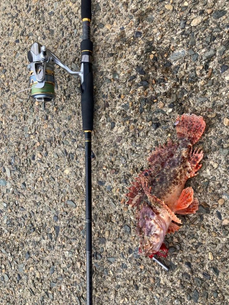 アコウがいいな