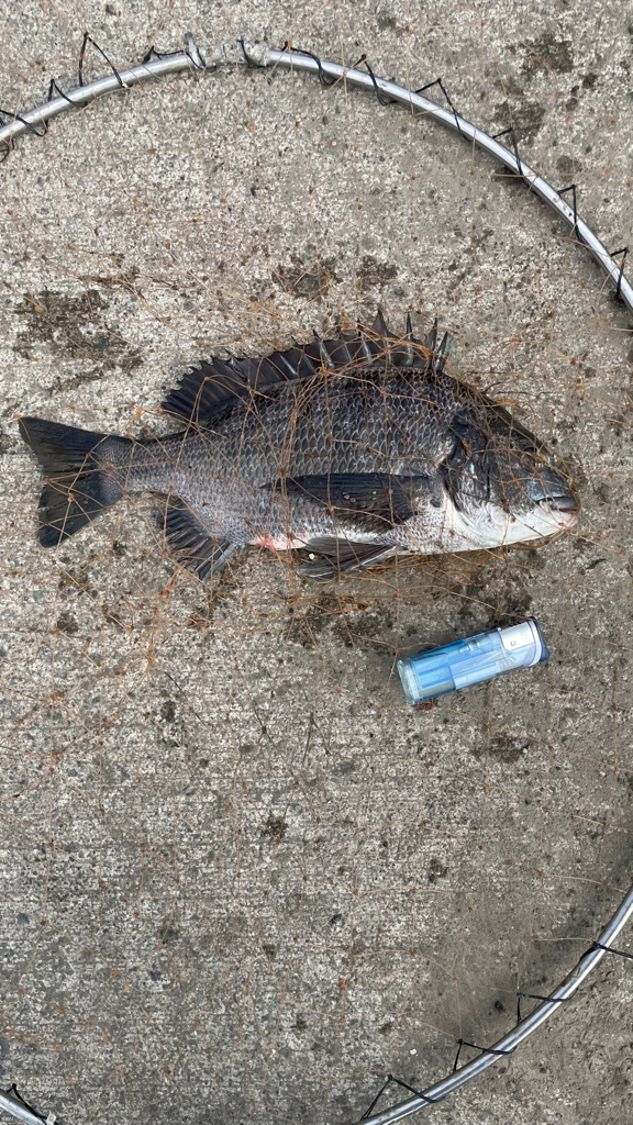 フカセ釣り のち 紀州釣り⁈