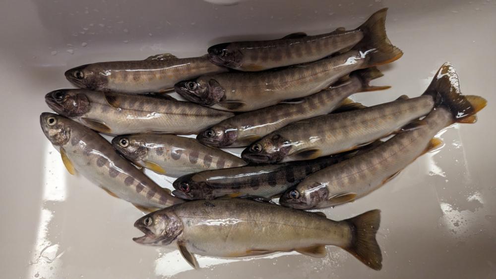 渓流ルアー＆エサ釣り