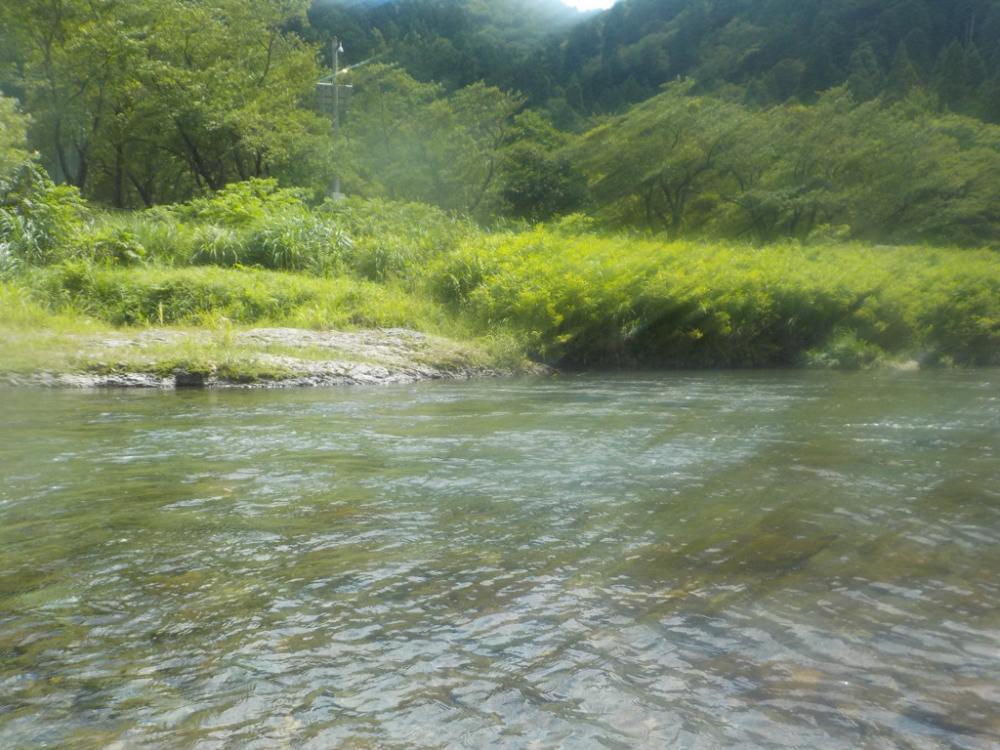 美山鮎釣行第2戦