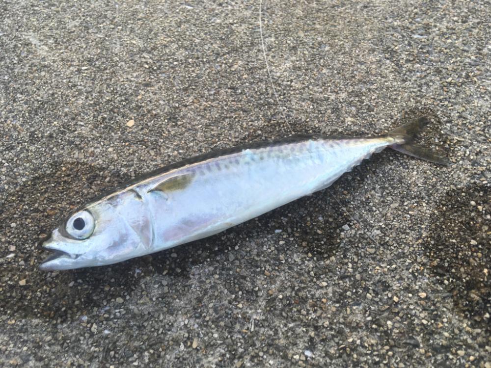 梅雨明け親子釣行