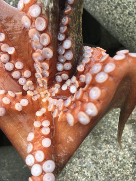 【タコフィネス】 テトラで計3600g＋コ…