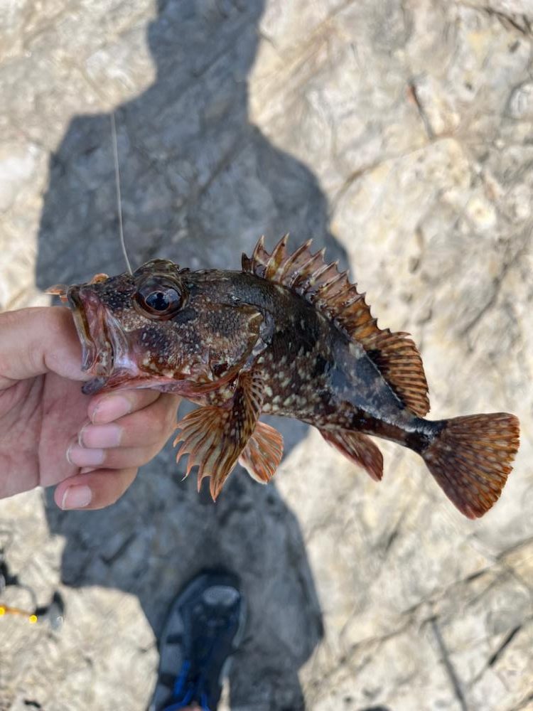 真夏の真昼間根魚探し